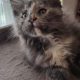 Maine Coon kislány gazdit keres