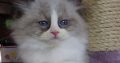 „Virginia” Ragdoll girl!😍💖🥰 😍Se