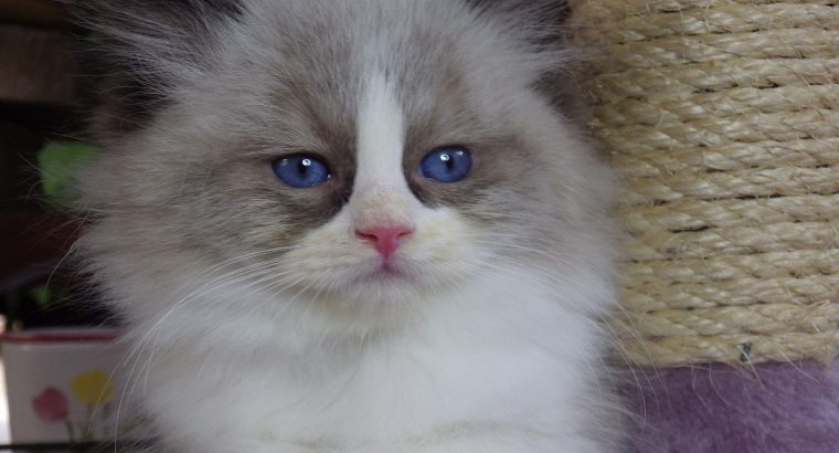 „Virginia” Ragdoll girl!😍💖🥰 😍Se