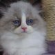 „Virginia” Ragdoll girl!😍💖🥰 😍Se