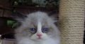 „Virginia” Ragdoll girl!😍💖🥰 😍Se