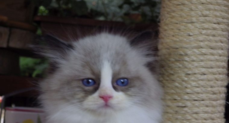„Virginia” Ragdoll girl!😍💖🥰 😍Se