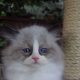 „Virginia” Ragdoll girl!😍💖🥰 😍Se