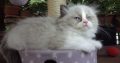 „Virginia” Ragdoll girl!😍💖🥰 😍Se