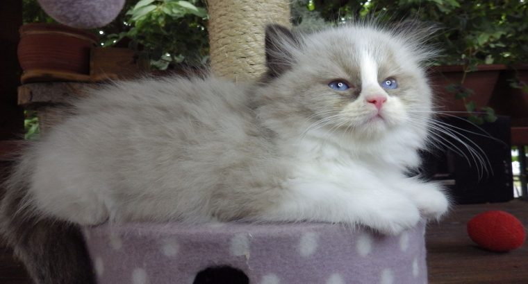 „Virginia” Ragdoll girl!😍💖🥰 😍Se