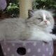 „Virginia” Ragdoll girl!😍💖🥰 😍Se