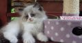 „Virginia” Ragdoll girl!😍💖🥰 😍Se