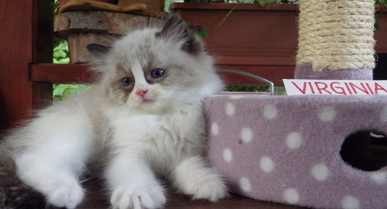 „Virginia” Ragdoll girl!😍💖🥰 😍Se