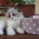 „Virginia” Ragdoll girl!😍💖🥰 😍Se