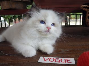 Vogue” Ragdoll girl!😍😍💖💖😍😍