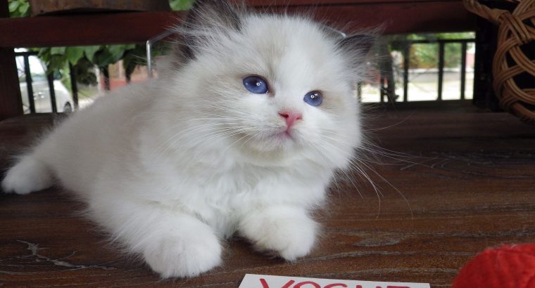Vogue” Ragdoll girl!😍😍💖💖😍😍