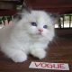 Vogue” Ragdoll girl!😍😍💖💖😍😍