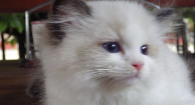 Vogue” Ragdoll girl!😍😍💖💖😍😍