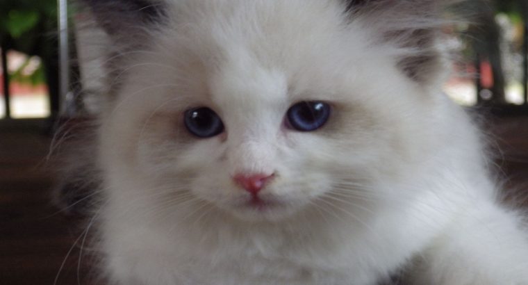 Vogue” Ragdoll girl!😍😍💖💖😍😍