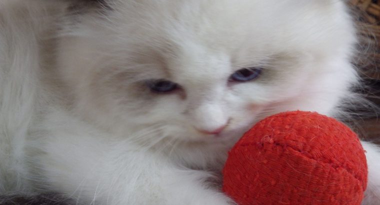 Vogue” Ragdoll girl!😍😍💖💖😍😍