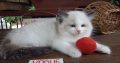 Vogue” Ragdoll girl!😍😍💖💖😍😍