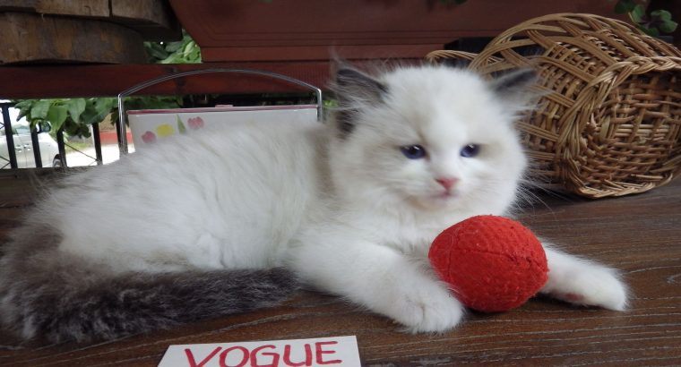 Vogue” Ragdoll girl!😍😍💖💖😍😍