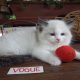 Vogue” Ragdoll girl!😍😍💖💖😍😍