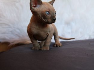 Little Goblins Kennel Billy