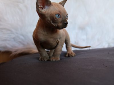 Little Goblins Kennel Billy
