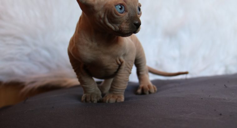 Little Goblins Kennel Billy