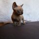 Little Goblins Kennel Billy