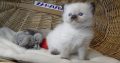 Ragdoll Boyl ++Seal Point! Tovább