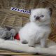 Ragdoll Boyl ++Seal Point! Tovább