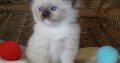 😍”Zox” Ragdoll Boy 😇Seal Mitted!