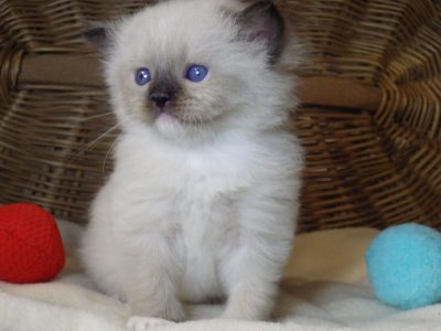 😍”Zox” Ragdoll Boy 😇Seal Mitted!
