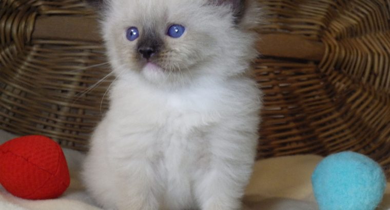 😍”Zox” Ragdoll Boy 😇Seal Mitted!