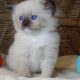 😍”Zox” Ragdoll Boy 😇Seal Mitted!