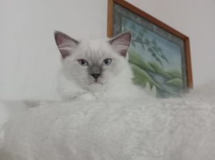 Kèk papucsos rongybab