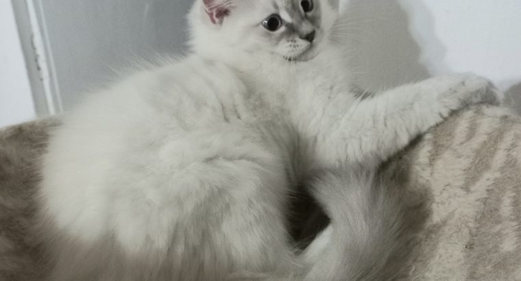 Blue lynx kisfiú