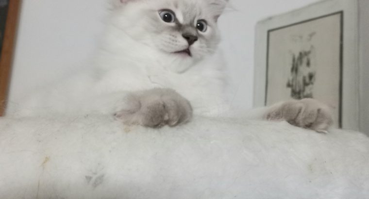 Blue lynx kisfiú