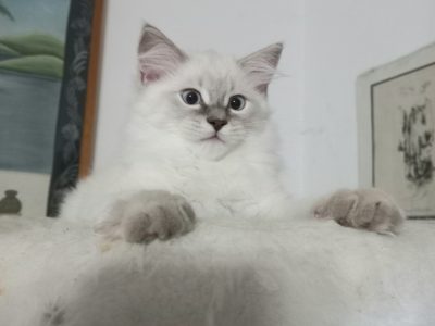 Blue lynx kisfiú