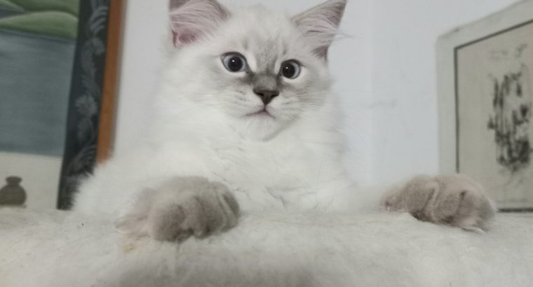 Blue lynx kisfiú