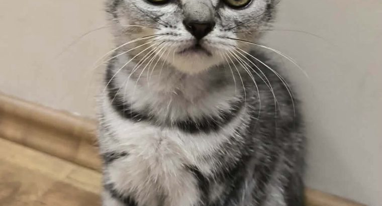 Brit rövidszőrű kislány Talia 🧡