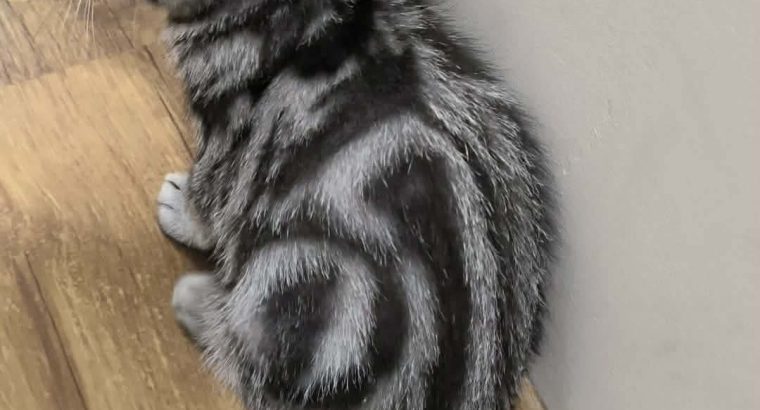 Brit rövidszőrű kislány Talia 🧡