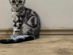 Brit rövidszőrű kislány Talia 🧡