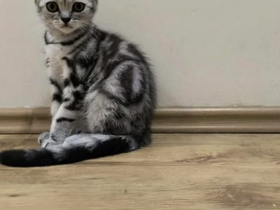 Brit rövidszőrű kislány Talia 🧡