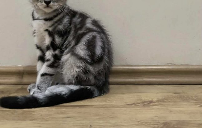 Brit rövidszőrű kislány Talia 🧡