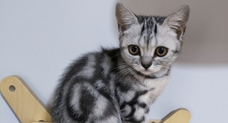 Brit rövidszőrű kislány Talia 🧡