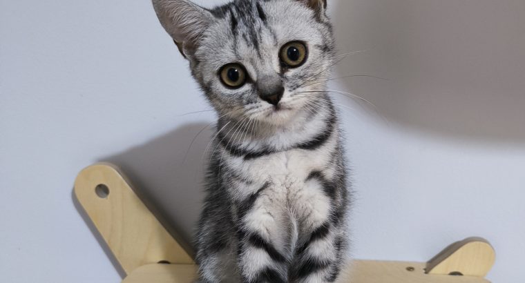 Brit rövidszőrű kislány Talia 🧡