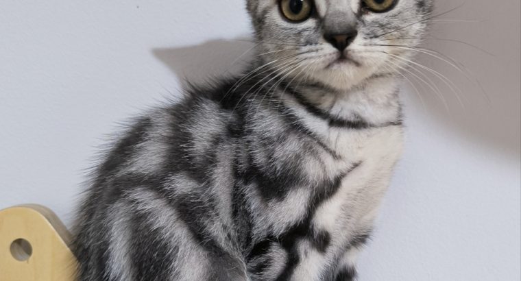 Brit rövidszőrű kislány Talia 🧡