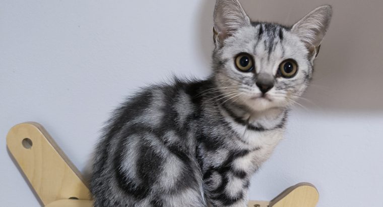 Brit rövidszőrű kislány Talia 🧡