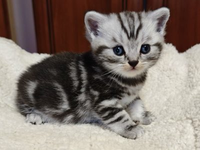 Brit rövidszőrű tabby kisfiú
