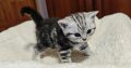 Brit rövidszőrű tabby kislány