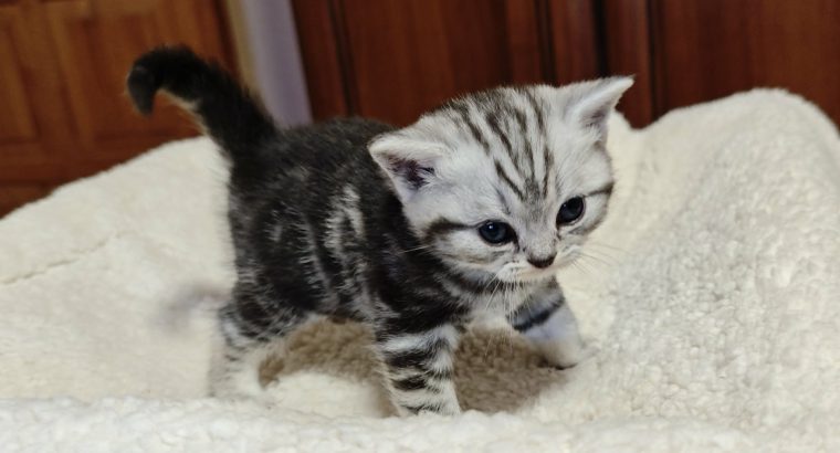 Brit rövidszőrű tabby kislány