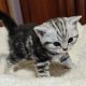 Brit rövidszőrű tabby kislány